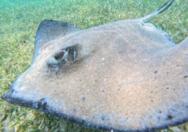 Caye Caulker Reef Friendly Tours - Sting Ray