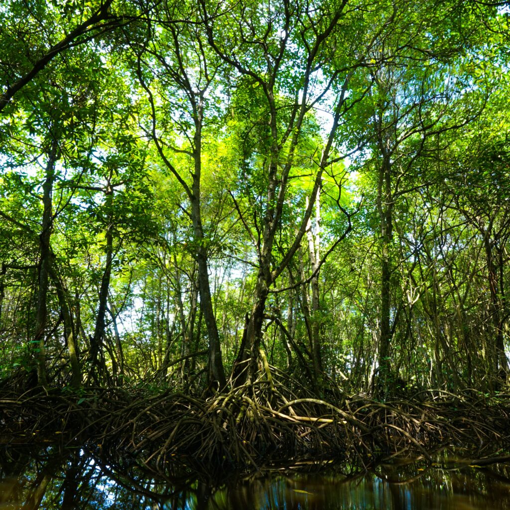 eco-friendly tours mangroves